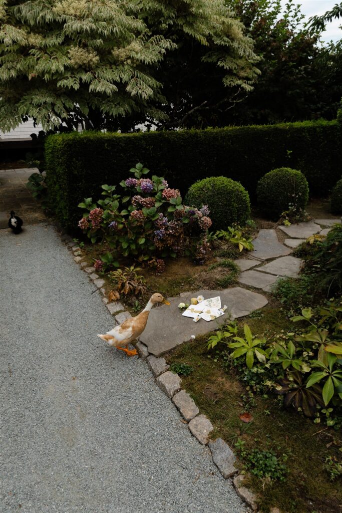Garden pathway with hedges, hydrangeas, and natural greenery at Briarwood Estate wedding venue in Washington.