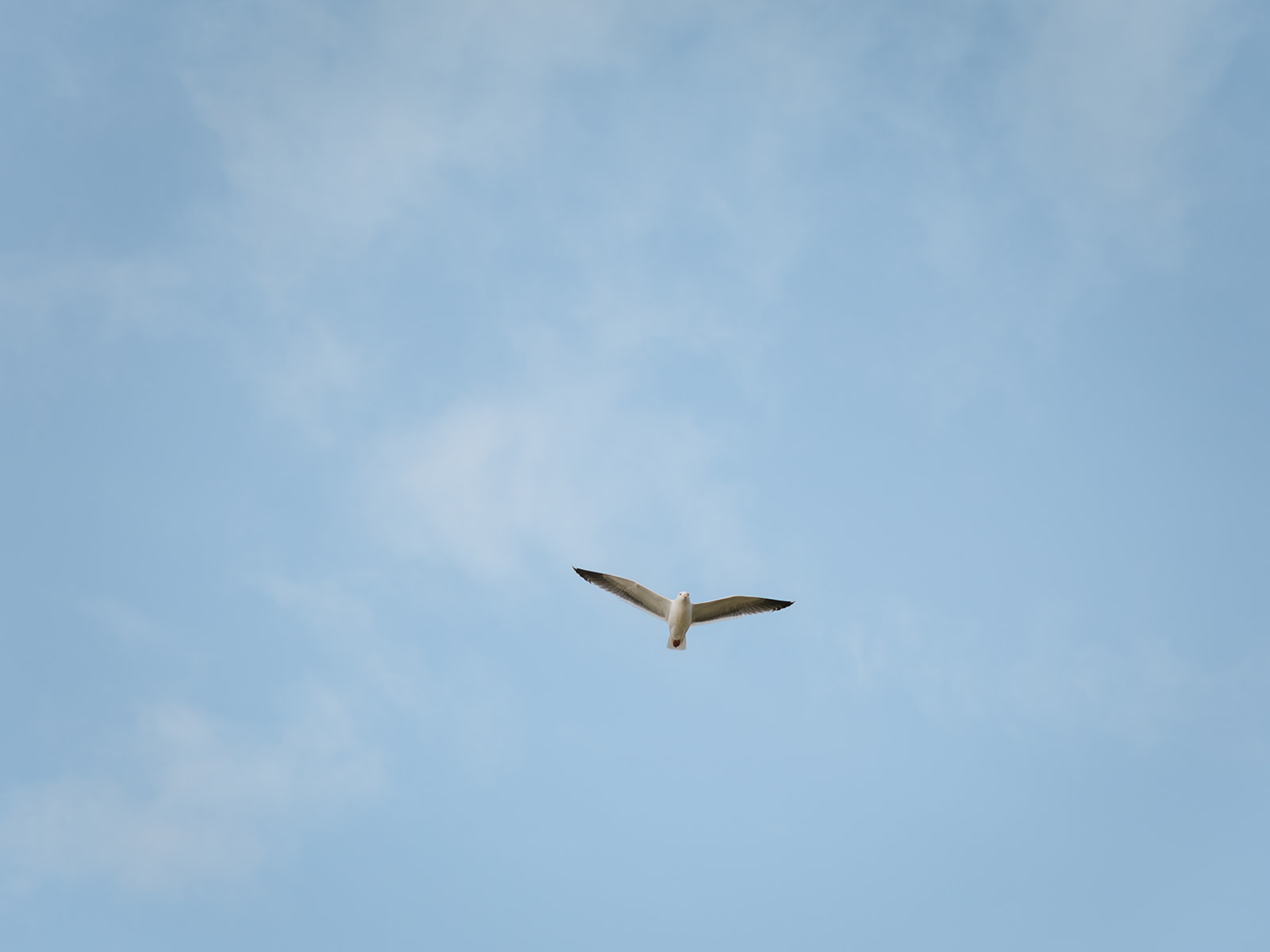 Wide shot of a bird flying in the sky.