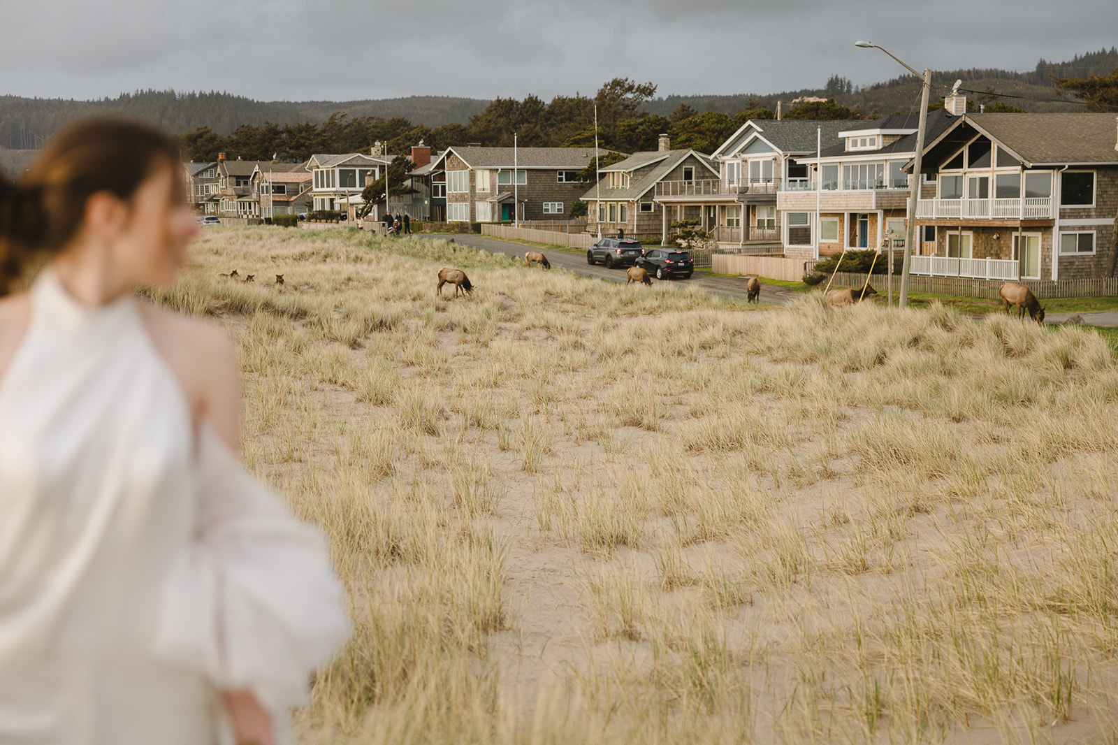 Bride standing on Cannon Beach dunes with Roosevelt elk grazing near coastal homes in the background.