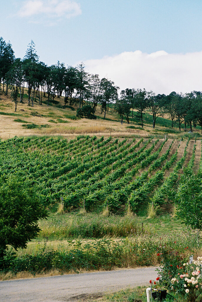 The vineyard at Maysara Winery in Oregon.